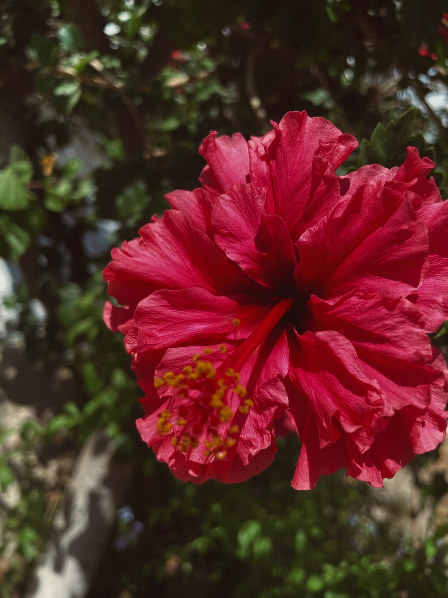 Par Piezas Hibiscus Burdeos | XXL