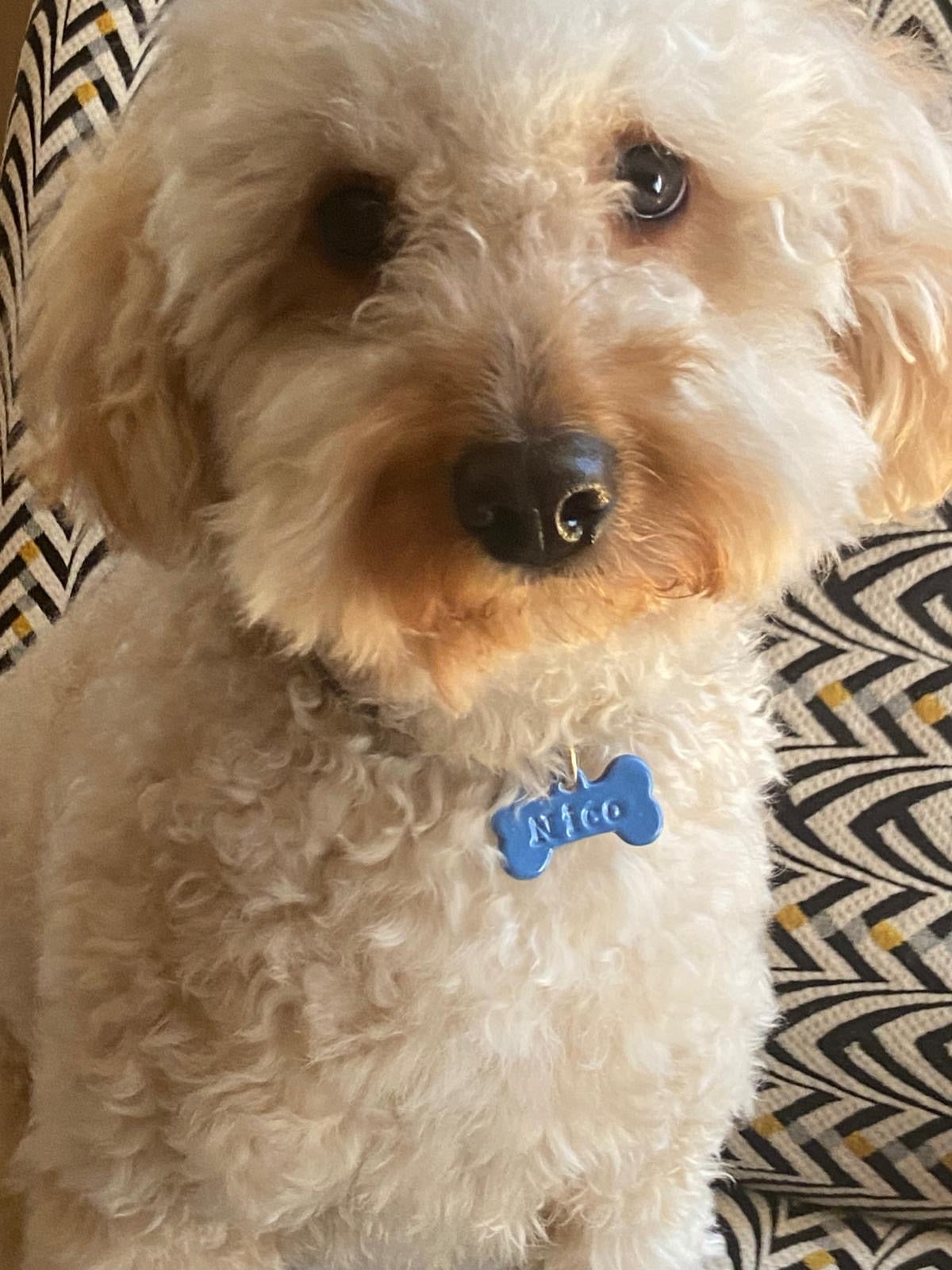 In total | Dog Tag - Pet