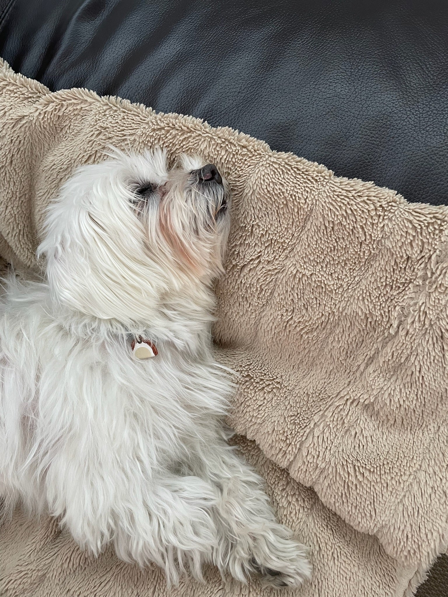 In total | Dog Tag - Pet