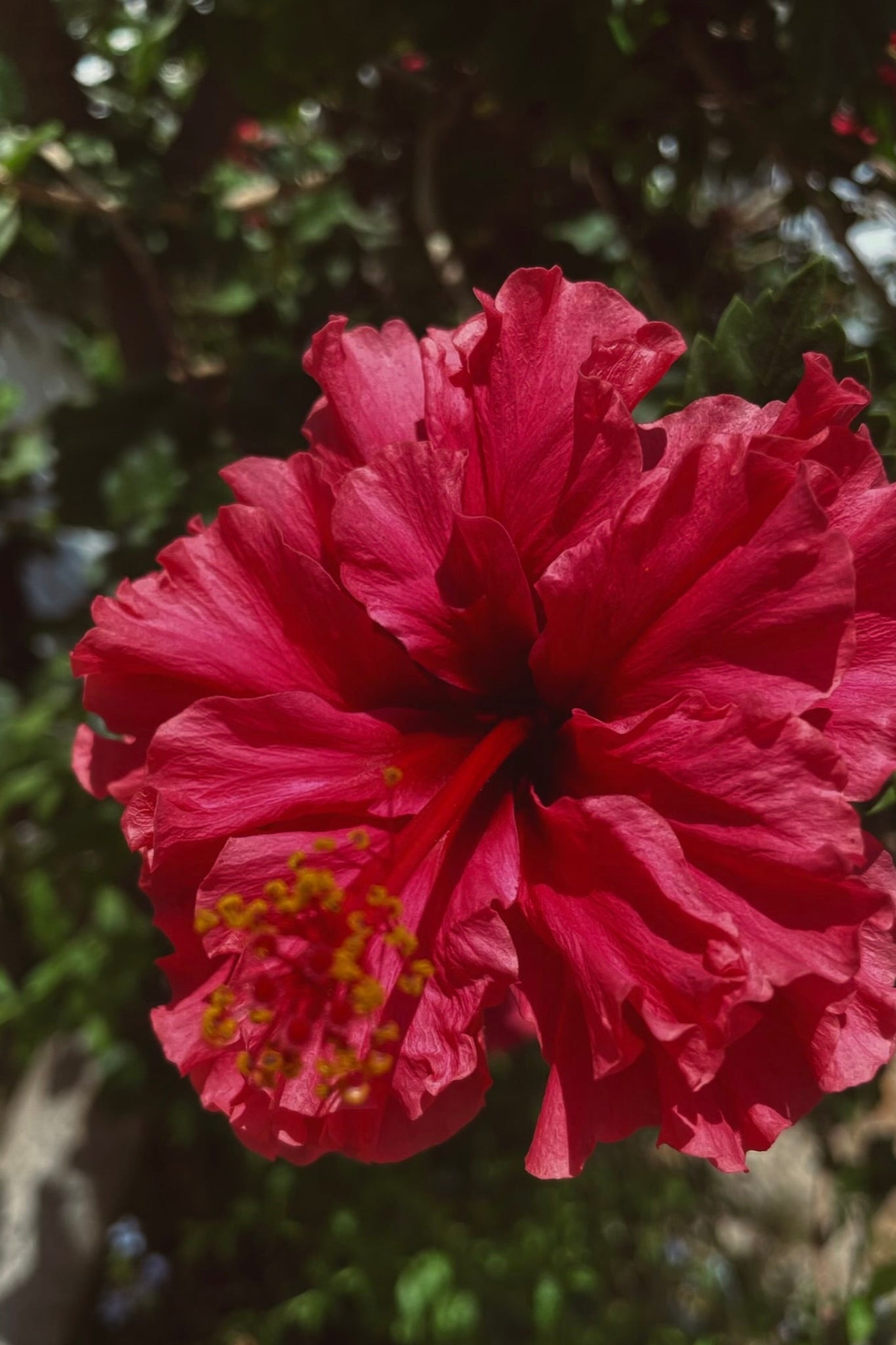 Pendientes Hibiscus Burdeos | XXL