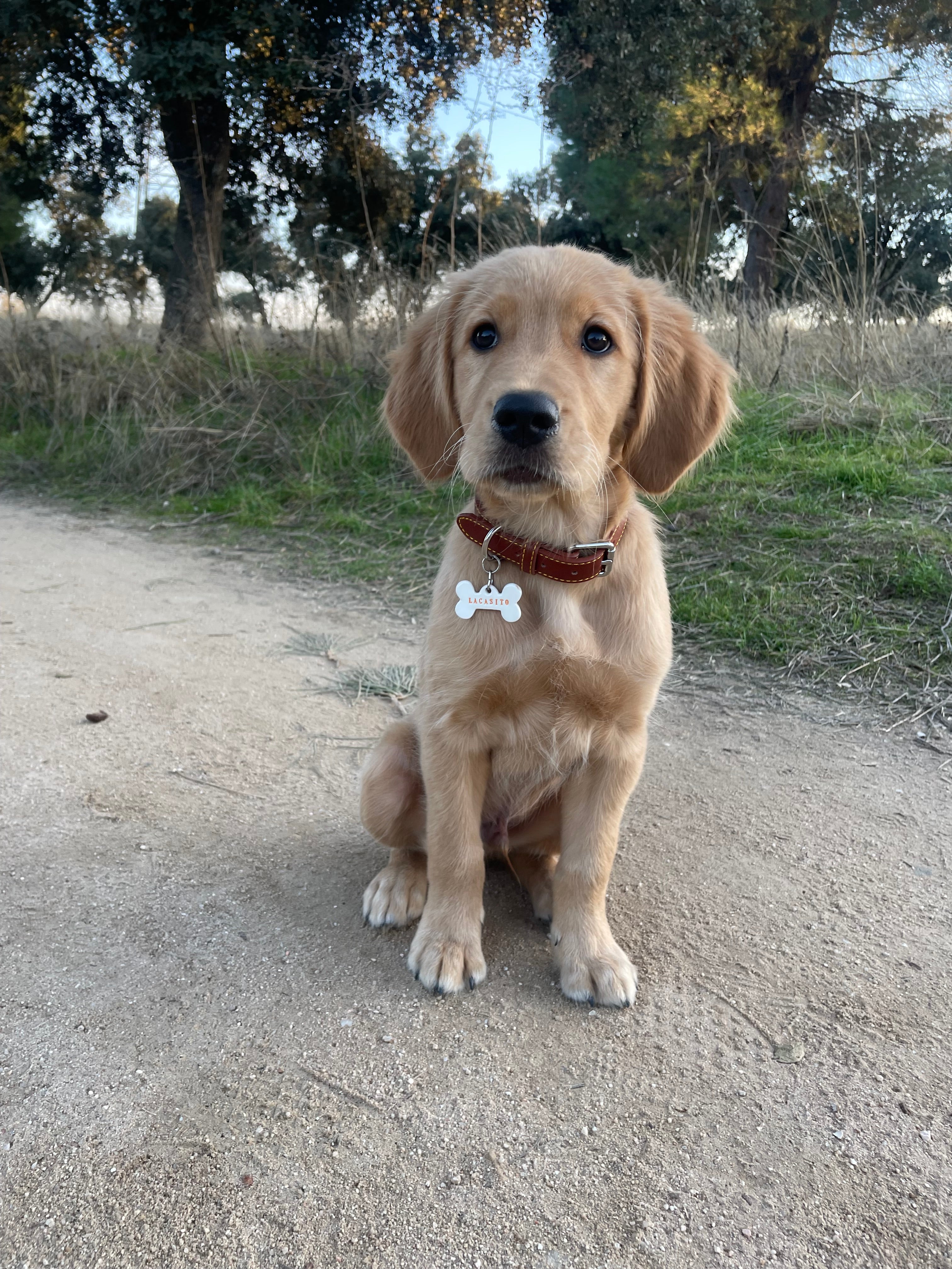 Kokkus | Chapita Perros - Mascota