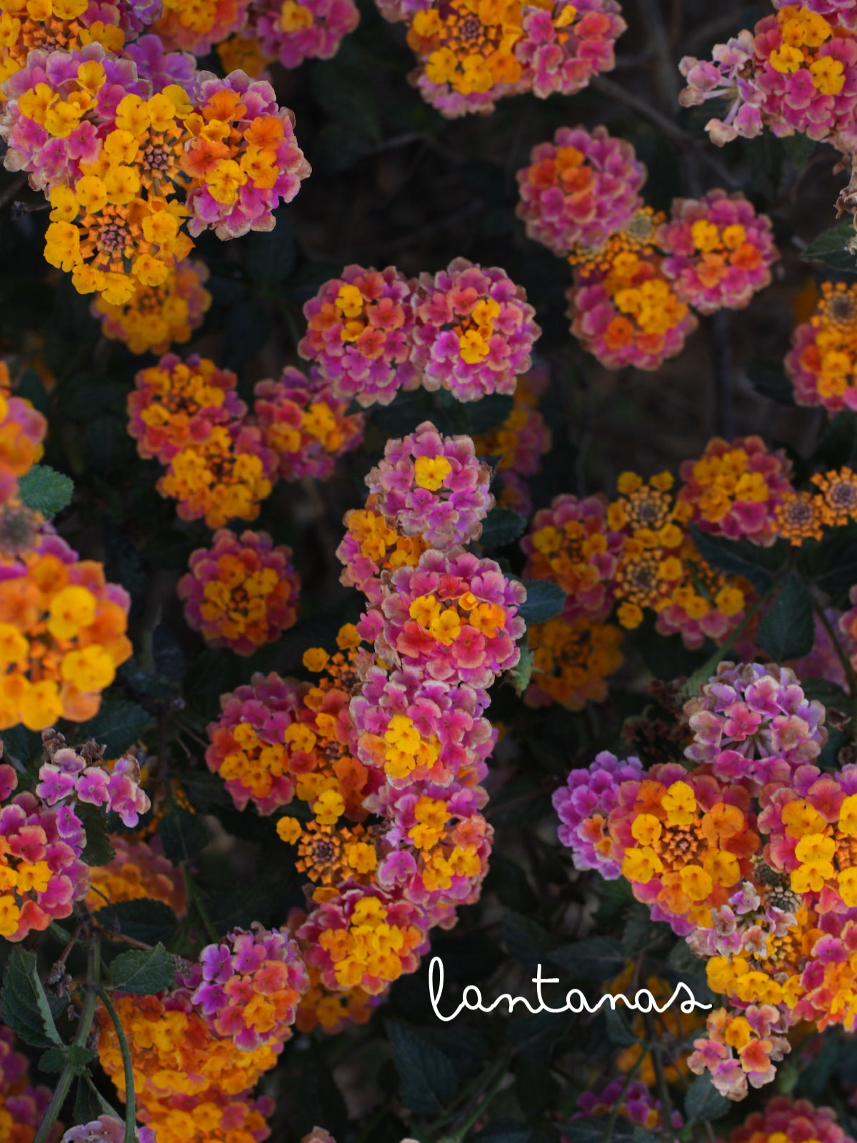 Nuevo | Pulsera Lantana Naranja