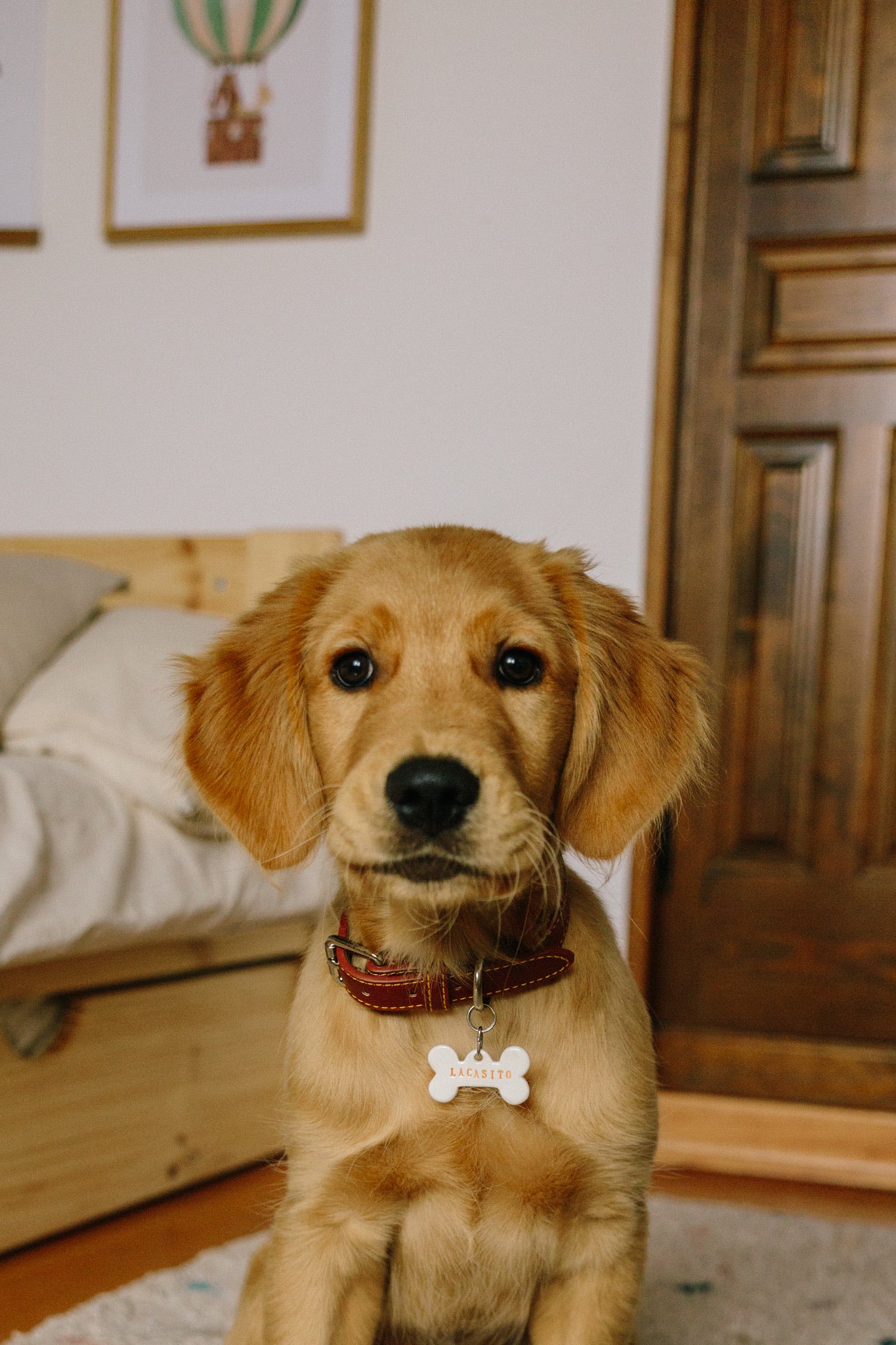 Kokkus | Chapita Perros - Mascota