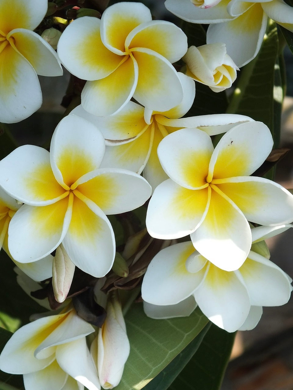 Pendientes Plumeria | M
